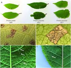 Attēlu rezultāti vaicājumam “Padus avium leaf”