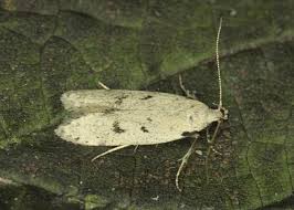 Attēlu rezultāti vaicājumam “Gelechia rhombella”