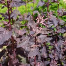 Image result for Atriplex hortensis