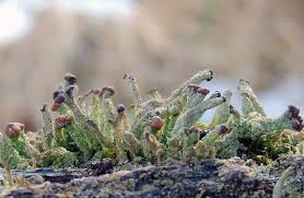 Attēlu rezultāti vaicājumam “Cladonia squamosa”