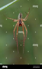 Attēlu rezultāti vaicājumam “Metellina segmentata”