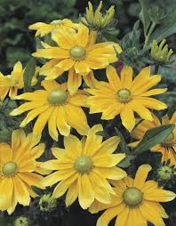 Attēlu rezultāti vaicājumam “Rudbeckia hirta var. hirta”