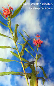 Image result for Helichrysum lindleyii