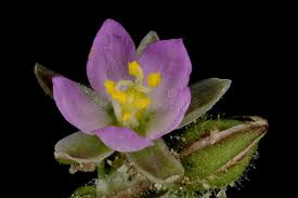 Attēlu rezultāti vaicājumam “Spergularia rubra flower”