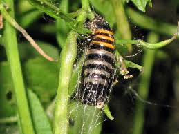 Attēlu rezultāti vaicājumam “Abraxas grossulariata larva”