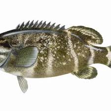 Image result for Epinephelus morio