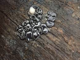 Attēlu rezultāti vaicājumam “Dianema depressum”