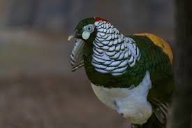 Image result for Chrysolophus amherstiae