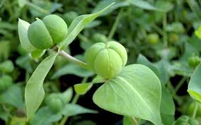 Image result for Wolfsmilch