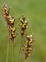 Attēlu rezultāti vaicājumam “Carex dioica”