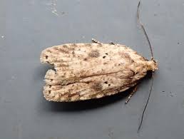 Attēlu rezultāti vaicājumam “Agonopterix aranella”