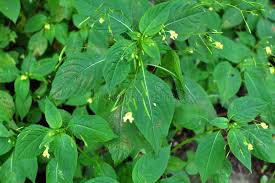 Attēlu rezultāti vaicājumam “Impatiens parviflora leaf”