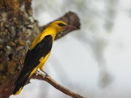 Attēlu rezultāti vaicājumam “Oriolus oriolus”