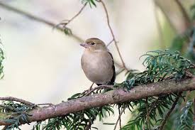 Attēlu rezultāti vaicājumam “Fringilla coelebs female”