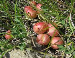 Attēlu rezultāti vaicājumam “Astragalus arenarius fruit”