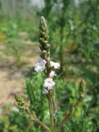 Image result for Verbena officinalis