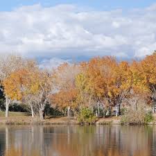 Image result for Lamb Angling Club