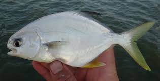 Image result for Trachinotus carolinus