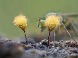 Attēlu rezultāti vaicājumam “Hemitrichia calyculata”