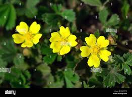 Attēlu rezultāti vaicājumam “Potentilla arenaria flower”