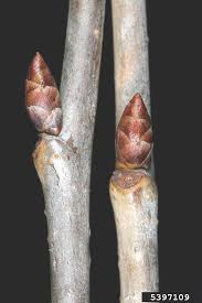 Attēlu rezultāti vaicājumam “Cerasus bud”