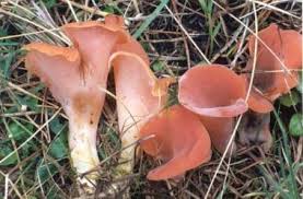 Attēlu rezultāti vaicājumam “Tremiscus helvelloides”