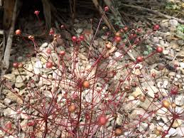 Attēlu rezultāti vaicājumam “Androsace septentrionalis”