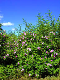 Attēlu rezultāti vaicājumam “Rosa majalis”