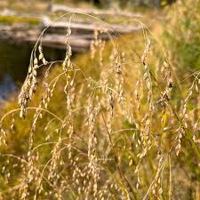 Attēlu rezultāti vaicājumam “Glyceria lithuanica”