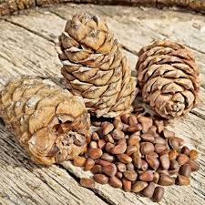 Attēlu rezultāti vaicājumam “Pinus sibirica”