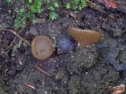 Attēlu rezultāti vaicājumam “Physarum bryomacrocarpum spores”