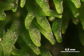 Attēlu rezultāti vaicājumam “Riccardia palmata”