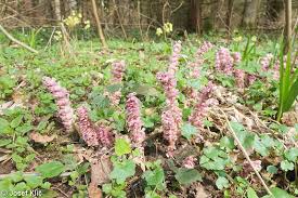 Attēlu rezultāti vaicājumam “Lathraea squamaria bud”