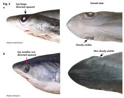 Image result for Alopias superciliosus