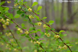 Attēlu rezultāti vaicājumam “Berberis thunbergii flower”