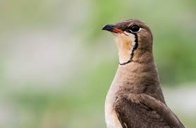 Image result for Glareola maldivarum