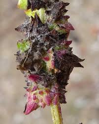 Attēlu rezultāti vaicājumam “Atriplex littoralis fruit”