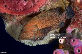 Image result for Epinephelus guttatus
