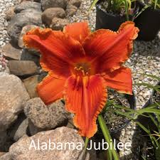 Image result for Hemerocallis `Moses Fire`