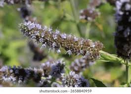 Attēlu rezultāti vaicājumam “Mentha longifolia flower”