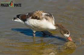 Attēlu rezultāti vaicājumam “Tadorna tadorna male”
