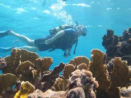 Image result for Dive Barracuda