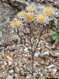 Attēlu rezultāti vaicājumam “Carlina vulgaris”