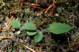 Attēlu rezultāti vaicājumam “Hieracium murorum leaf”