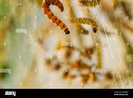 Attēlu rezultāti vaicājumam “Yponomeuta evonymella imago”