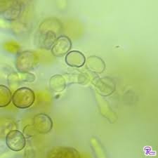 Attēlu rezultāti vaicājumam “Phleogena faginea”