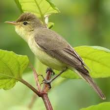 Image result for Hippolais pallida