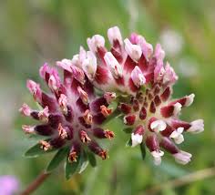 Image result for Anthyllis vulneraria rubra