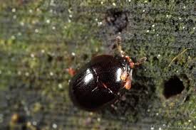 Attēlu rezultāti vaicājumam “Glischrochilus quadripunctatus imago”