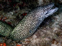 Image result for Gymnothorax moringa